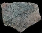 Silurian Fossil Crinoid (Scyphocrinites) Plate - Morocco #89240-1
